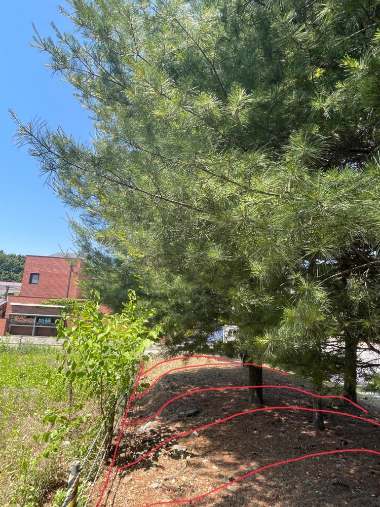 을 제25호증의 2 완충녹지 사진.jpg