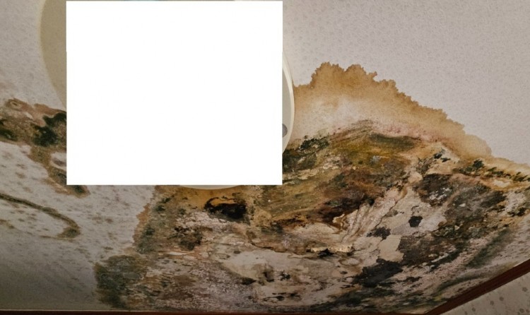곰팡이.jpg